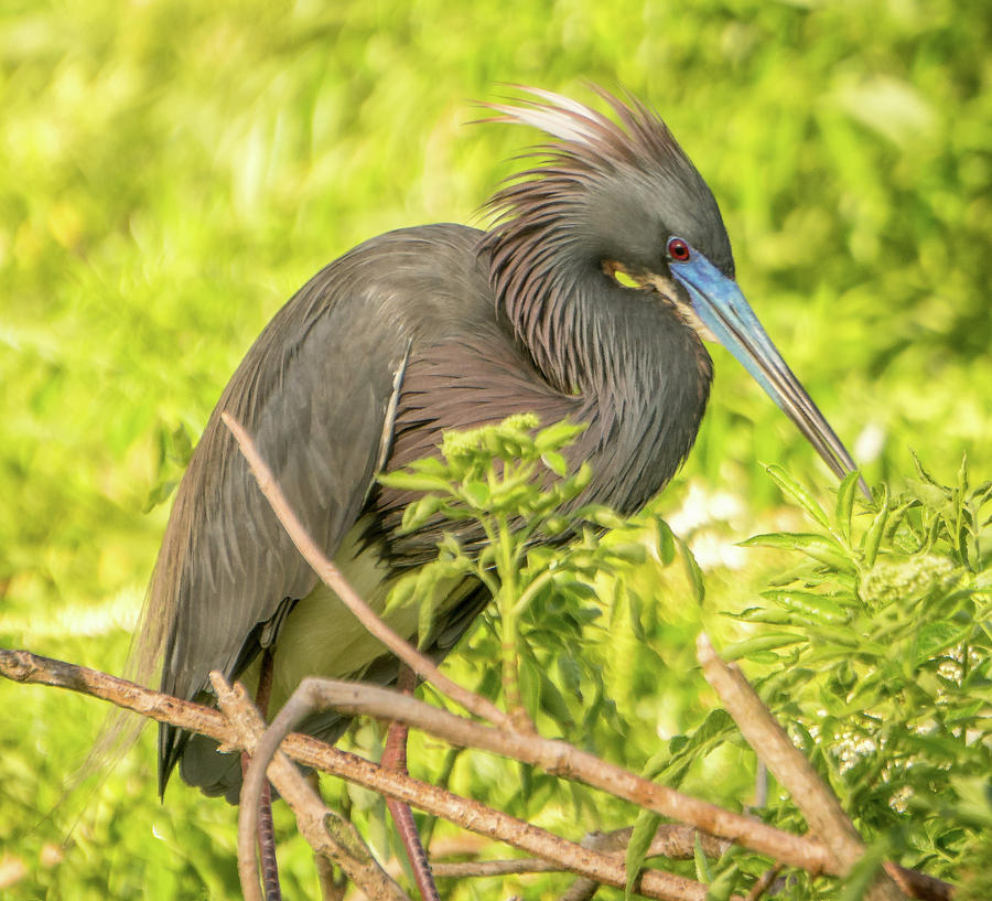Tricolored Heron #2 Photograph by Jane Luxton