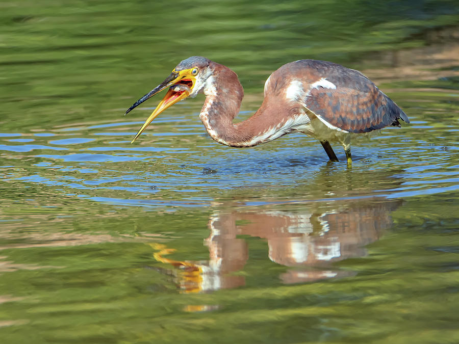 Tricolored Heron with Fish #2 Photograph by Tam Ryan
