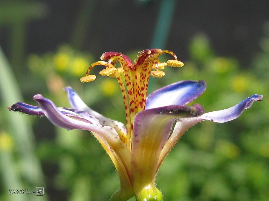 Nature Photograph - Tricyrtis named Taipei Silk #2 by J McCombie