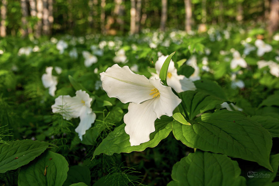 Trillium  #2 Photograph by Lee and Michael Beek