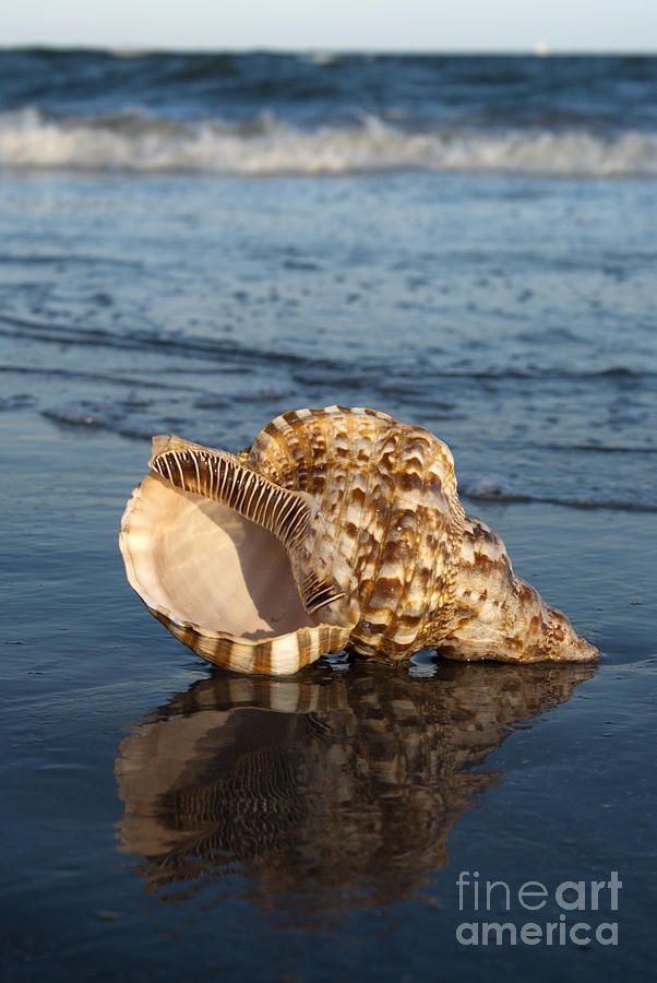 Triton shell #2 Photograph by Anthony Totah