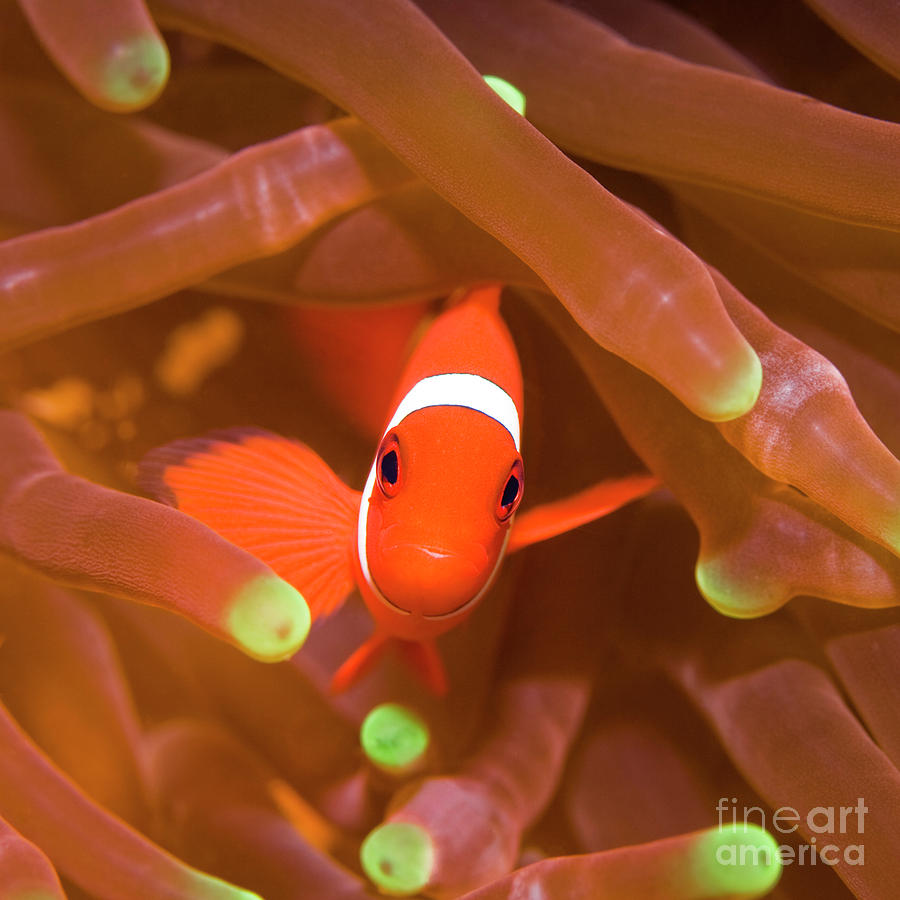Tropical Fish Clownfish Photograph
