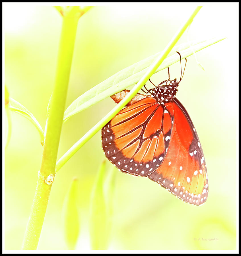 Tropical Queen Butterfly, Danaus gilippus #2 Photograph by A Macarthur Gurmankin