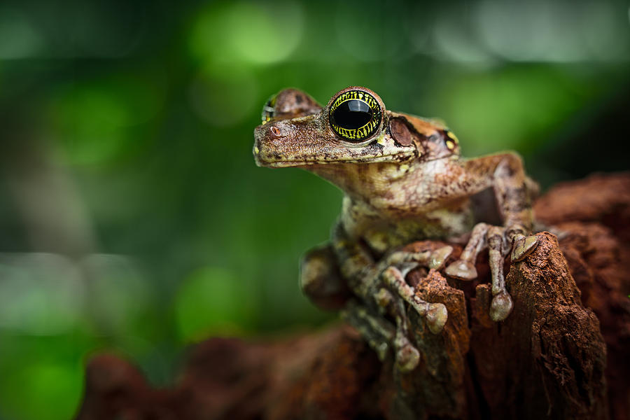 Jungle Photograph - Tropical Tree Frog #2 by Dirk Ercken