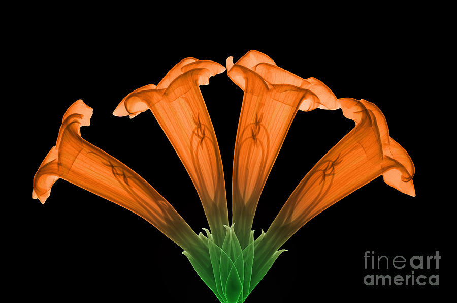 Nature Photograph - Trumpet Vine, X-ray #2 by Ted Kinsman