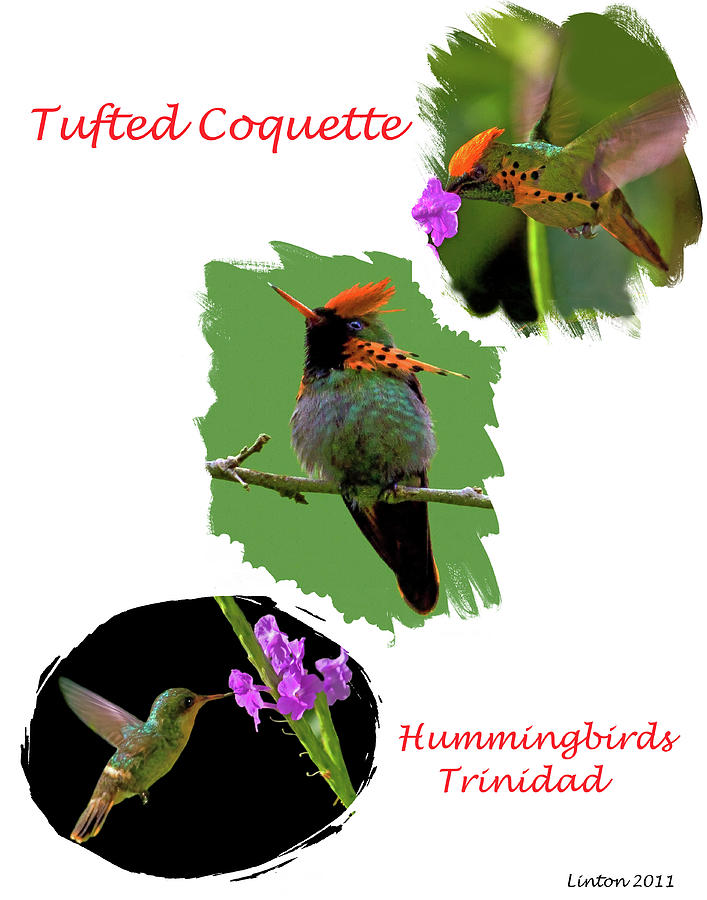 Tufted Coquette #2 Digital Art by Larry Linton