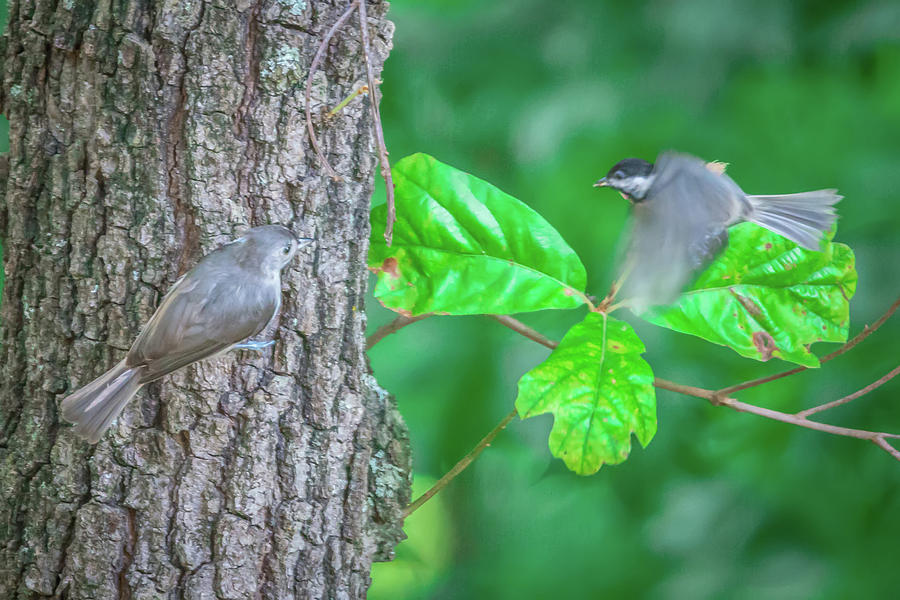Tufted Titmouse In The Wilds Of South Carolina #2 Photograph by Alex Grichenko
