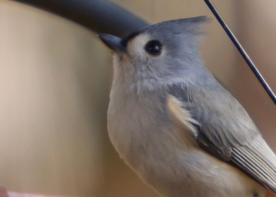 Feather Photograph - Tufted Titmouse #2 by Robert L Jackson