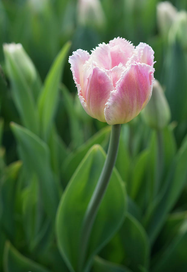 Tulip #4 Photograph by Eleanor Bortnick