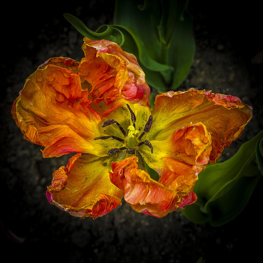 Tulip #2 Photograph by Elmer Jensen