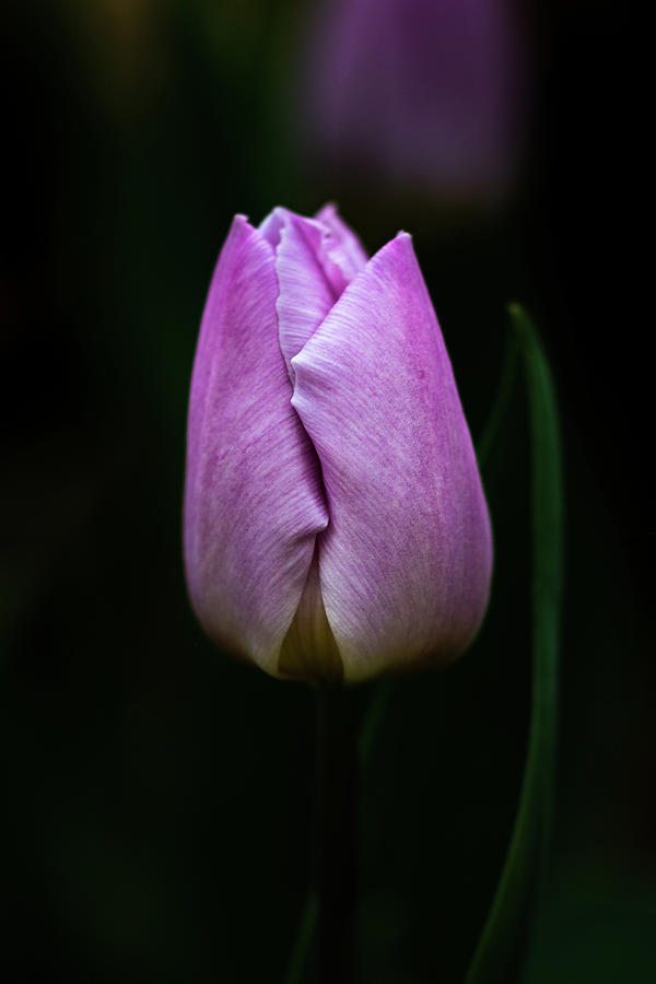 Tulip #2 Photograph by Jay Stockhaus