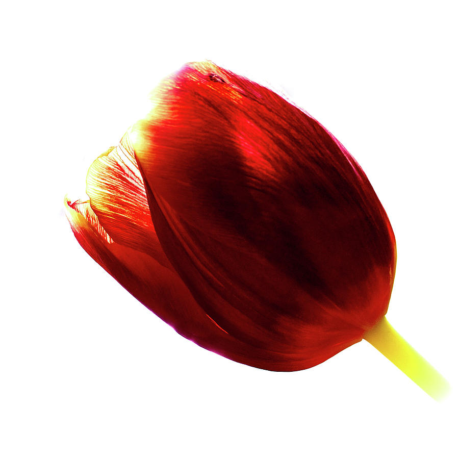 Tulip #2 Photograph by Jouko Lehto