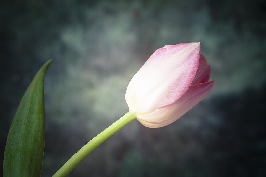 Tulip #3 Photograph by Maria Heyens