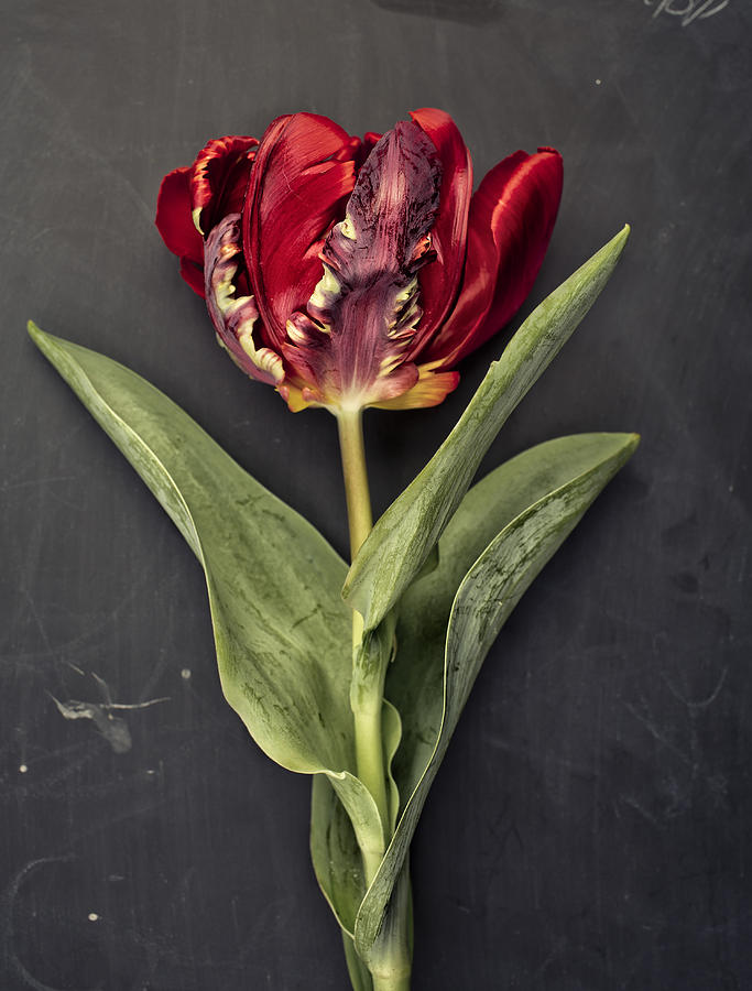 Onion Photograph - Tulip #2 by Nailia Schwarz