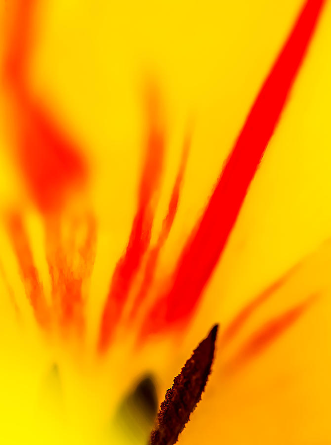 Tulip #3 Photograph by Robert Mitchell