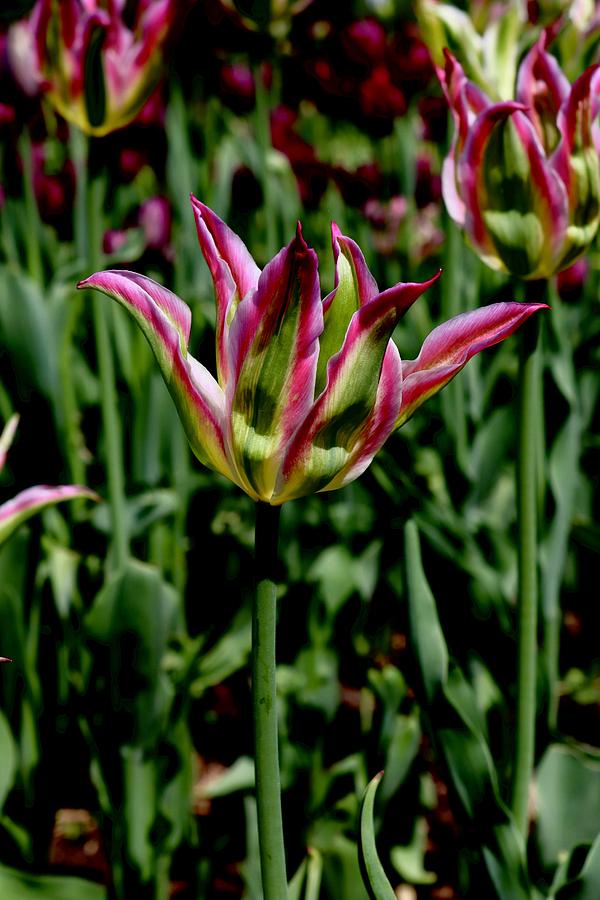 Tulip #2 Photograph by Sarah Lilja