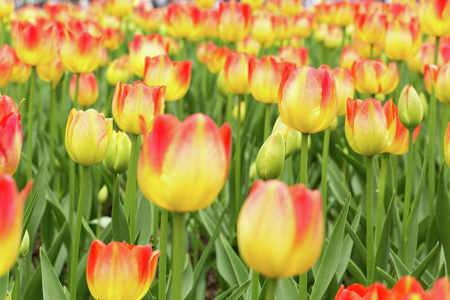 Easter Photograph - Tulips and colourful flowers in spring #2 by Josef Pittner