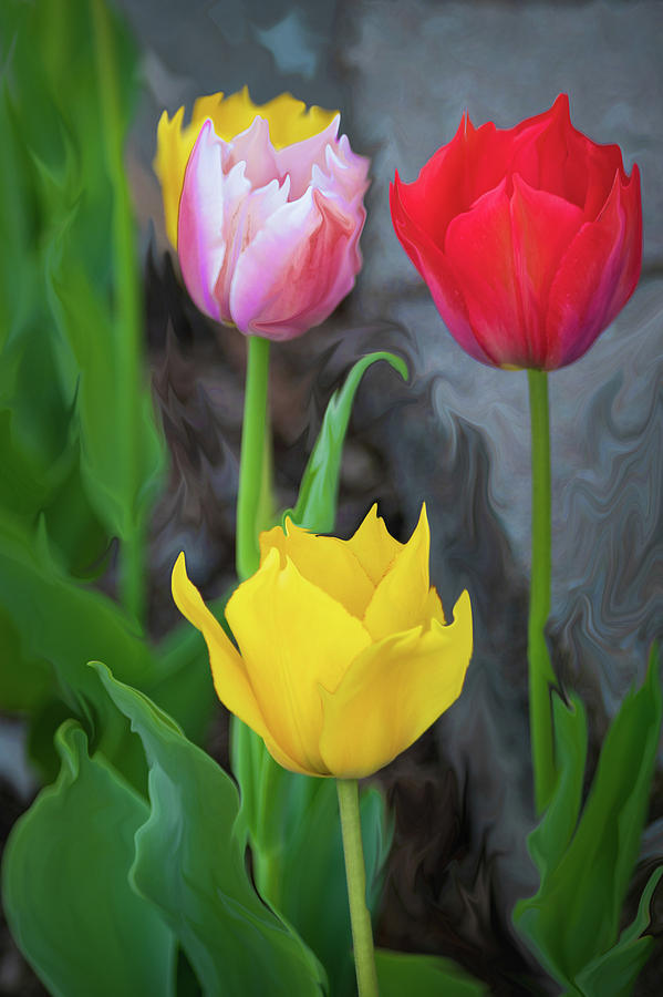Tulips #3 Digital Art by Cristina Stefan