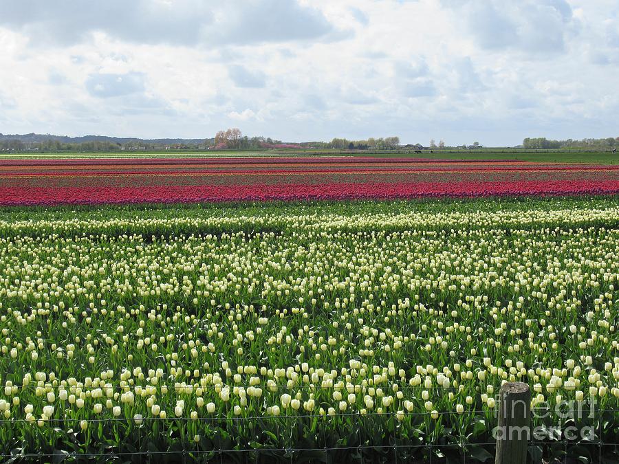 Tulips in Warmenhuizen #4 Photograph by Chani Demuijlder