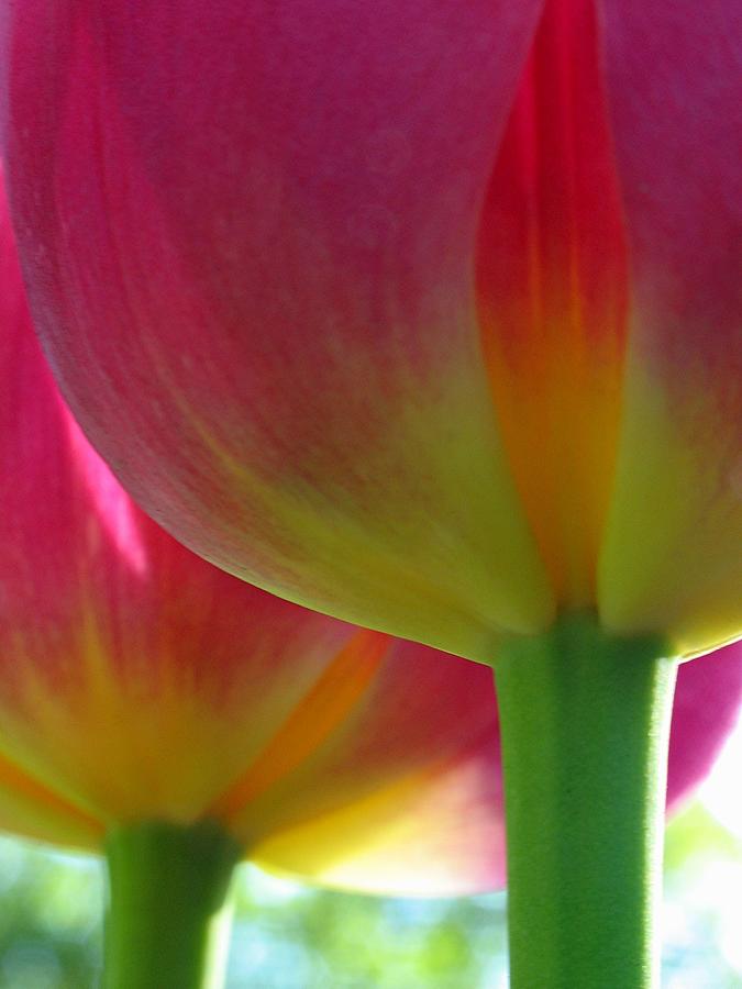 Spring Photograph - Tulips #2 by Juergen Roth