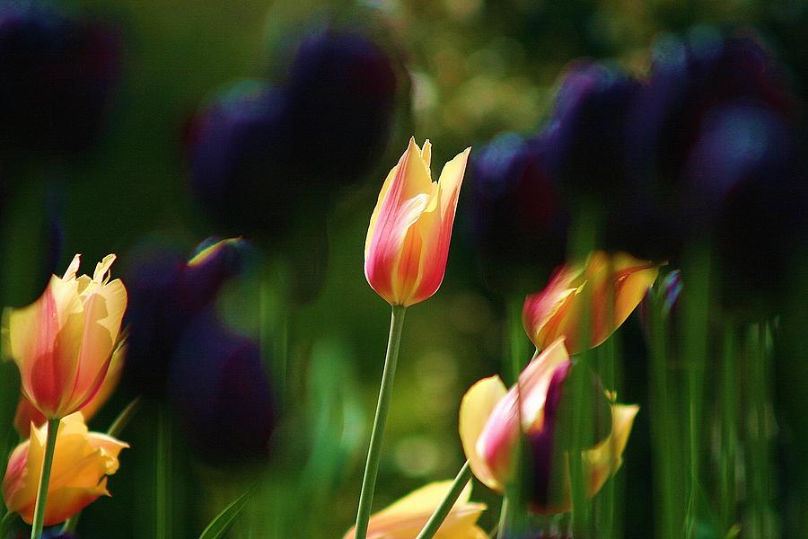 Tulips #2 Photograph by Martina Fagan
