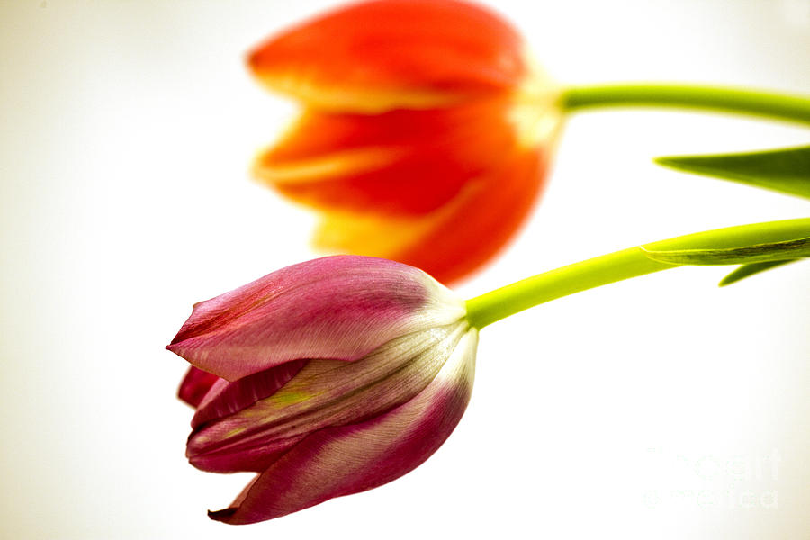Tulip Photograph - Tulips  #2 by Ofer Zilberstein