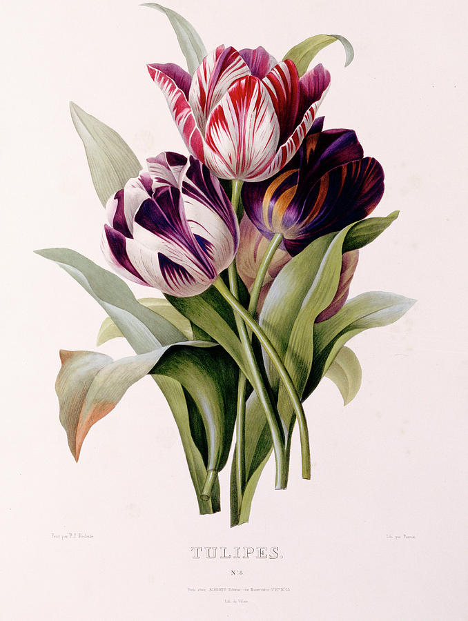 Tulip Painting - Tulips #3 by Pierre-Joseph Redoute