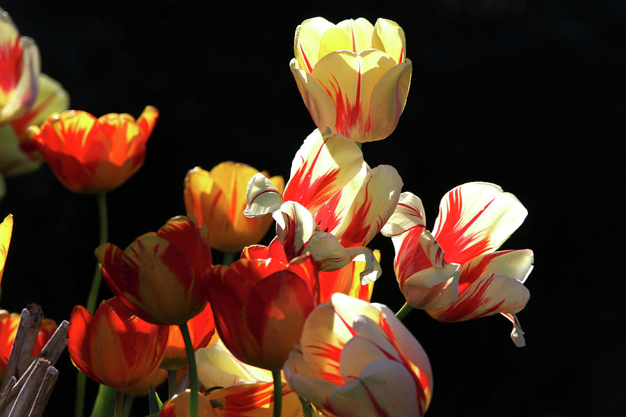 Tulips Port Jefferson New York #2 Photograph by Bob Savage