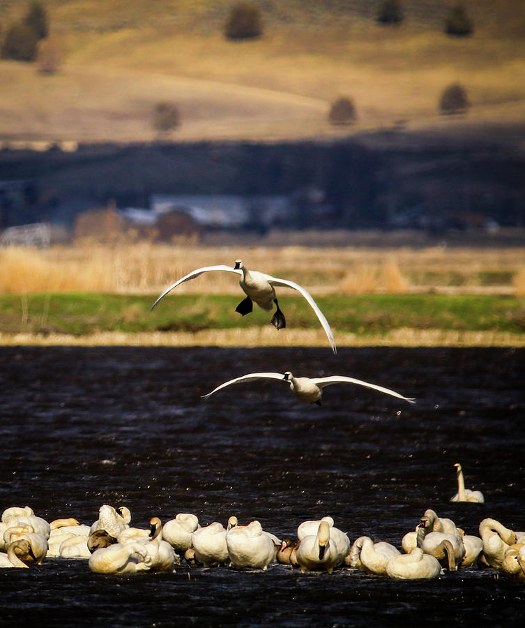 Tundra Swans #2 Photograph by Dr Janine Williams