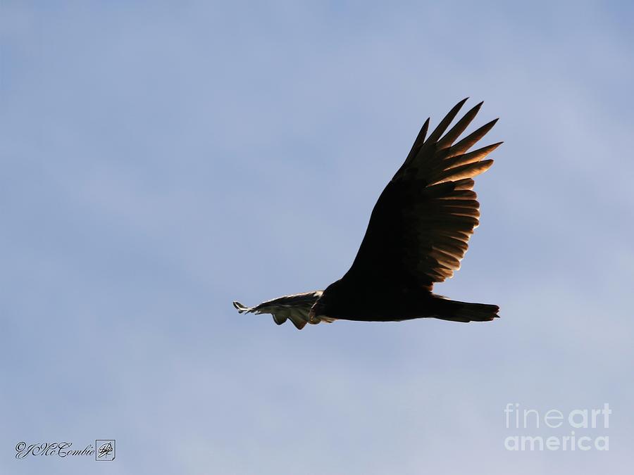 Turkey Vulture in Flight #1 Photograph by J McCombie
