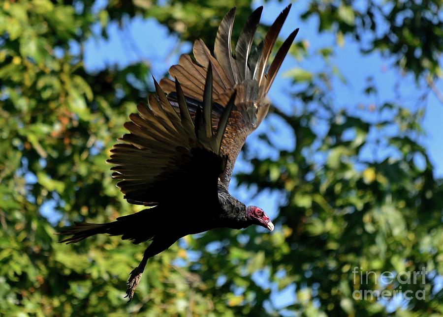 Turkey Vulture #2 Photograph by Marc Bittan