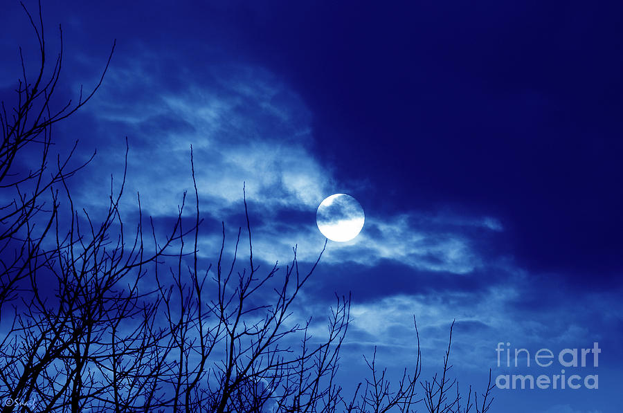 Tree Photograph - Turn on the moon...light #2 by Ilaria Andreucci