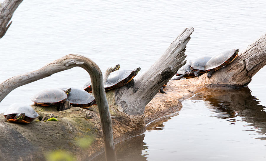 Turtle Party Photograph