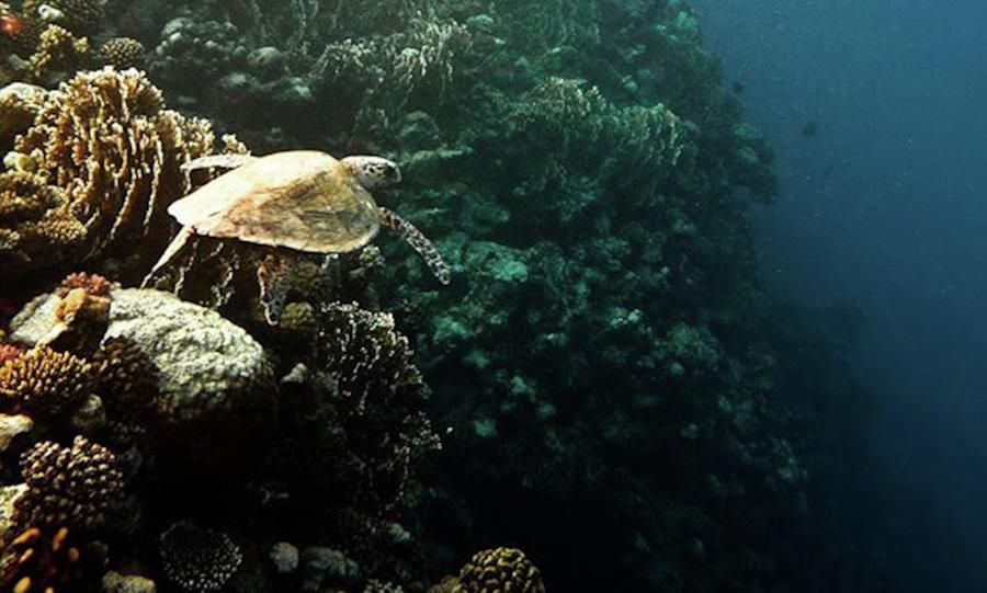Turtle Photograph - #turtle #seaturtle #marsaalam #diving #2 by Luigi pietro  Tucci 
