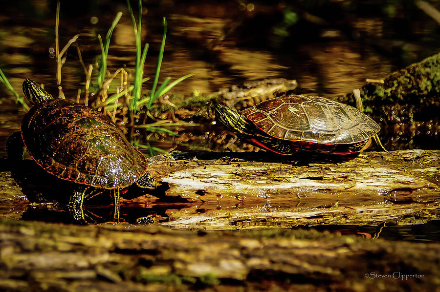 2 Turtles Photograph by Steven Clipperton