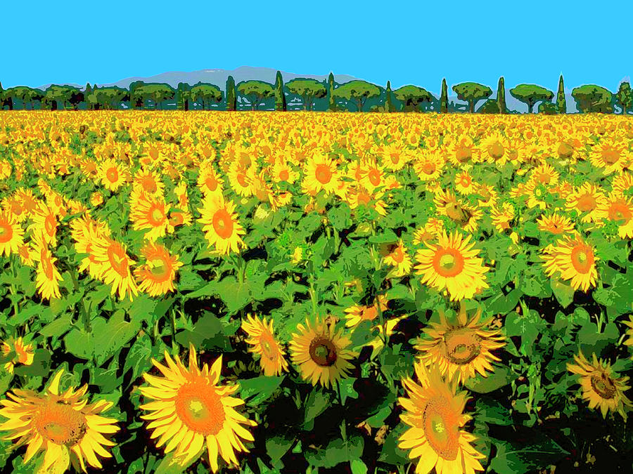Tuscany Sunflowers #1 Mixed Media by Dominic Piperata