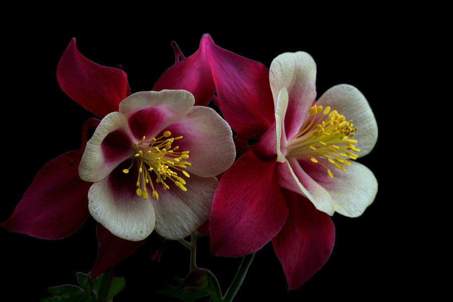 Flowers Still Life Photograph - Twins #3 by Doug Norkum