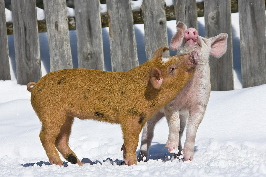 Two Piglets Playing Photograph by Jean-Louis Klein and Marie-Luce Hubert