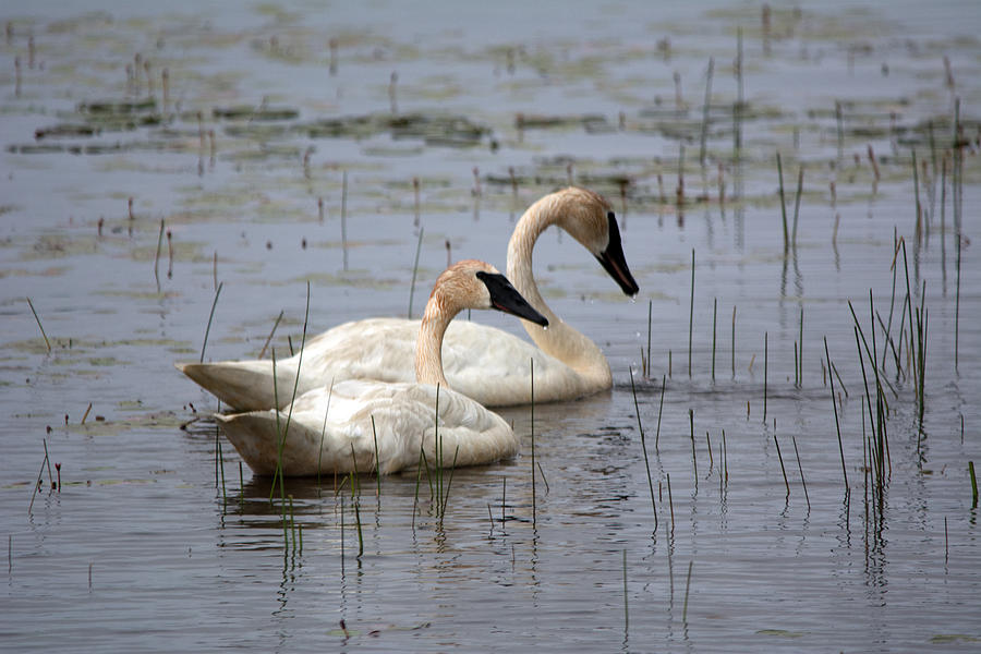 Two Swans Photograph