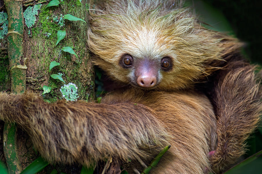 Two-toed Sloth Choloepus Didactylus #2 Photograph by Panoramic Images