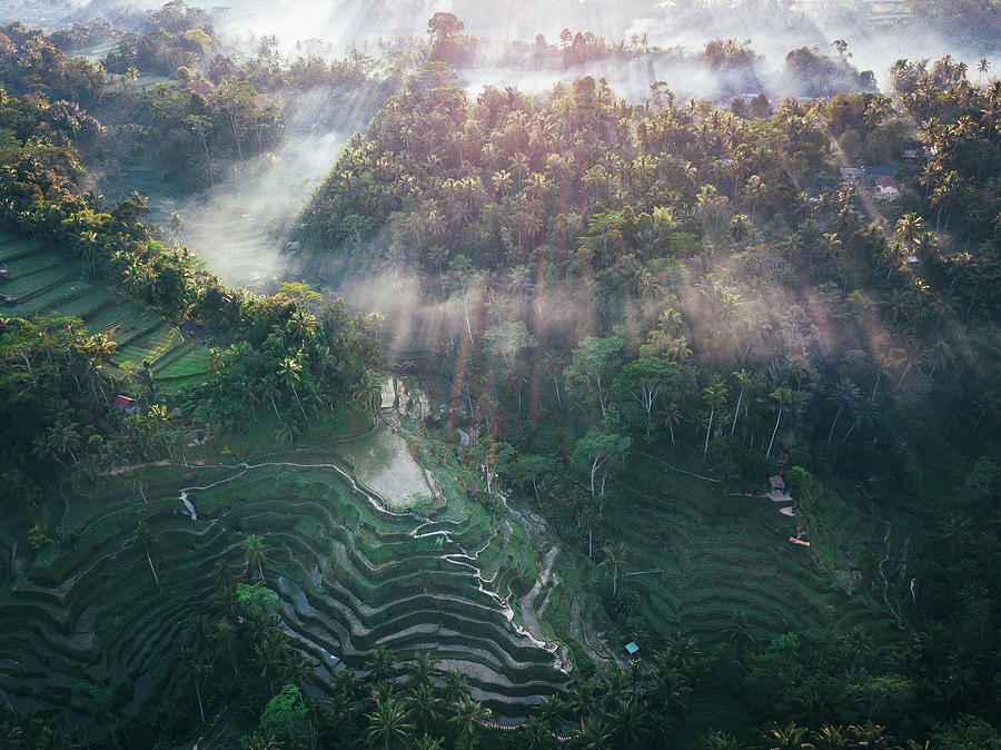 Ubud Rice Terrace #2 Photograph by Evgeny Vasenev