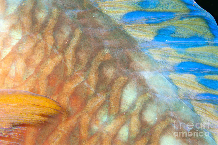 Underwater Close-Up #2 Photograph by Dave Fleetham - Printscapes