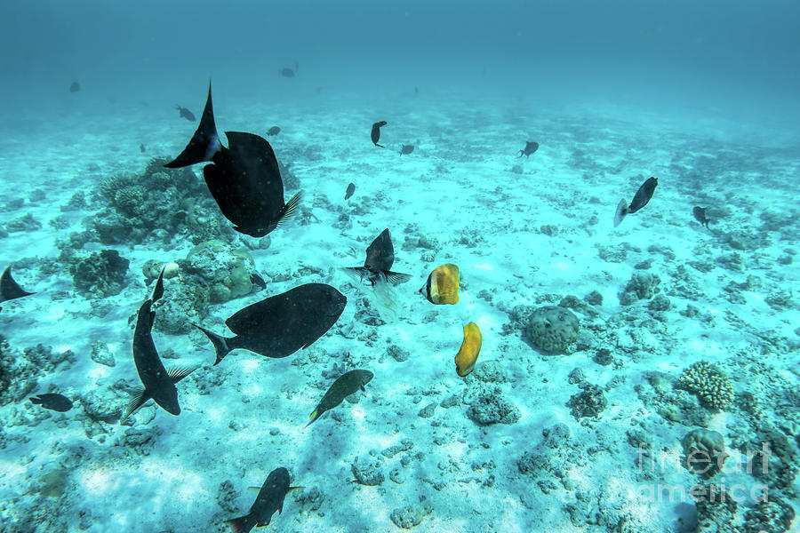 Underwater coral reef and fish in Indian Ocean, Maldives. #3 Photograph by Michal Bednarek