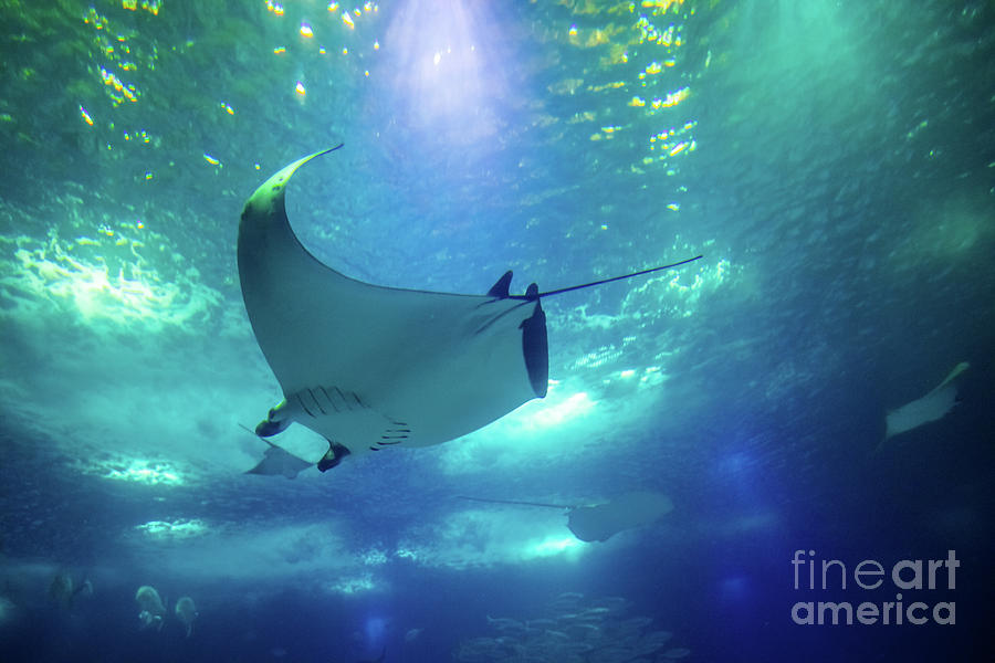 Underwater Manta Ray #2 Photograph by Benny Marty