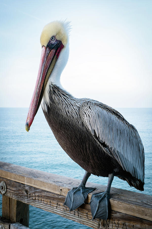 Portrait Of A Pelican Photograph by Catherine Lau
