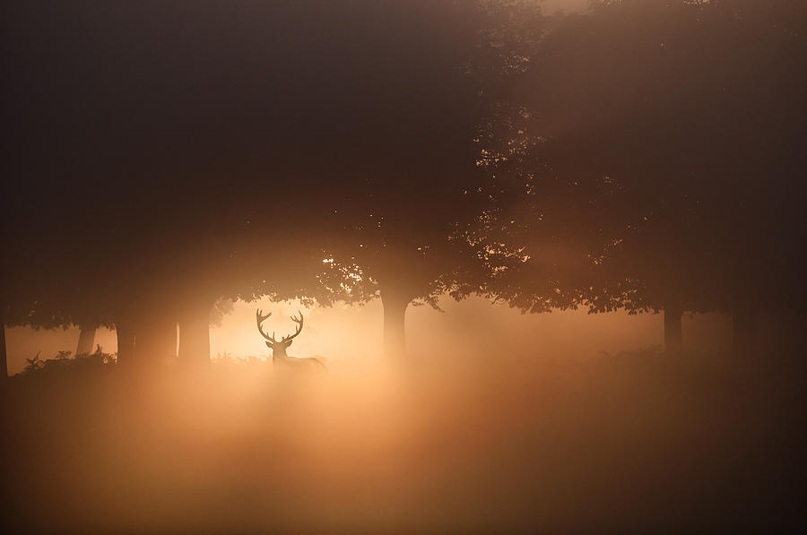 Deer Photograph - Untitled #2 by Radojica Jevric Fotorax