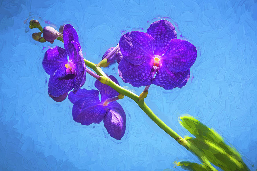 Vanda Orchids Pachara Delight X100 Photograph by Rich Franco