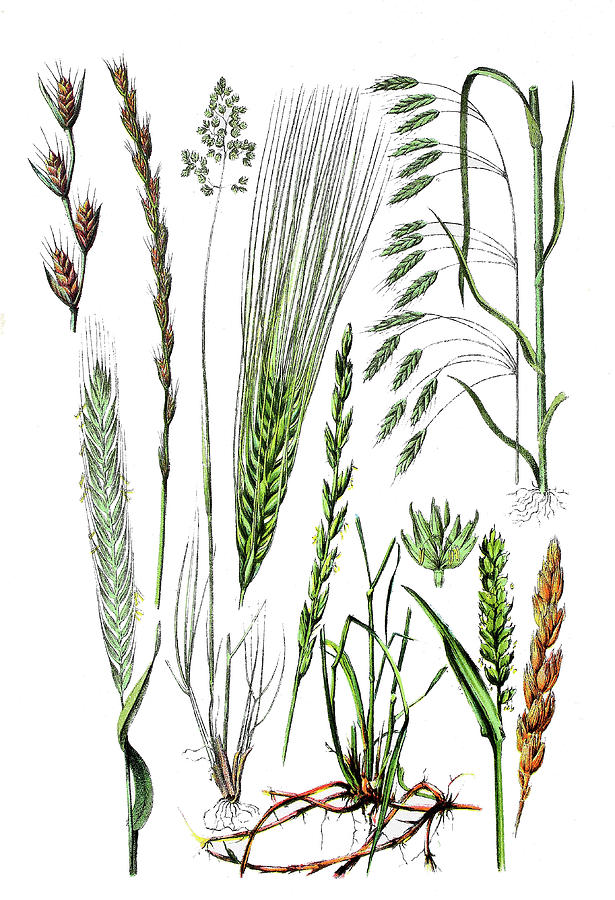 Various Medicinal Plants Drawing by Bildagentur-online