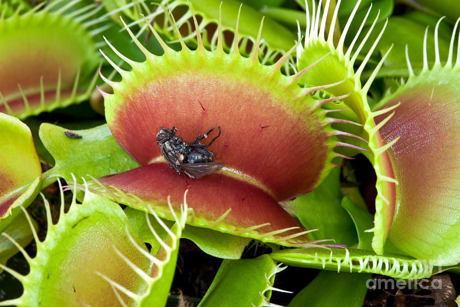 Venus Flytrap With Prey #2 Photograph by Inga Spence
