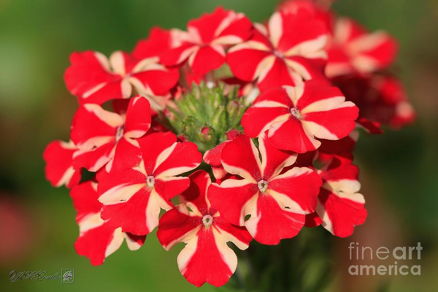 Verbena named Voodoo Red Star #2 Photograph by J McCombie